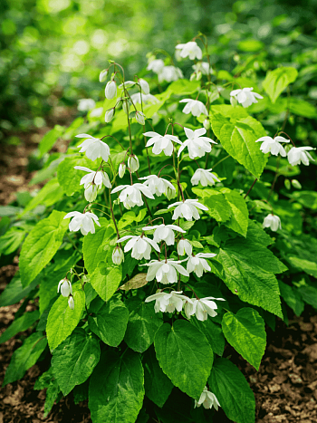 Горянка Alabaster