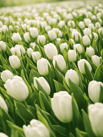 Тюльпан White flag