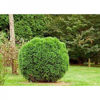 Туя западная Ховейи