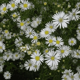 Астра кустарниковая Monte Cassino