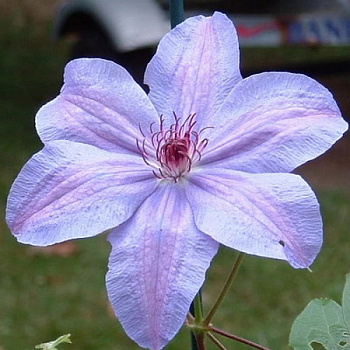 Клематис крупноцветковый Министр