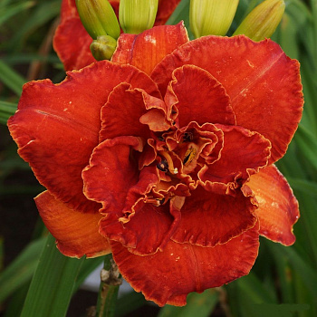 Лилейник гибридный Мозес Файр НАБОР 2ШТ (1+1)