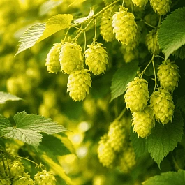 Хмель обыкновенный Aureus