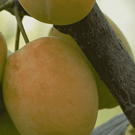 Слива домашняя Утренняя заря