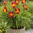 Лилейник EveryDaylily Red Rib