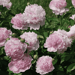 Пион Молочноцветковый Angel Cheeks