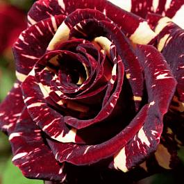 Роза чайно-гибридная Abracadabra