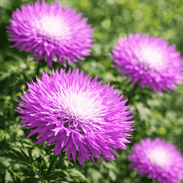 Василек подбеленный