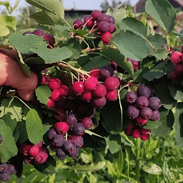 Ирга канадская Martin