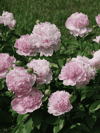 Пион Молочноцветковый Angel Cheeks