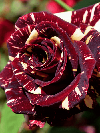 Роза чайно-гибридная Abracadabra