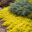 Вербейник монетчатый Golden Foliage