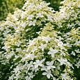 Гортензия метельчатая Magical Starlight