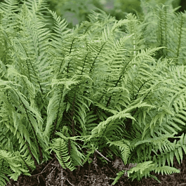 Щитовник родственный