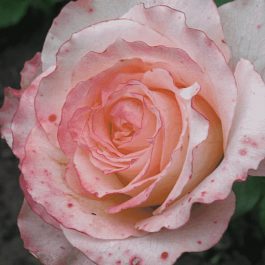 Роза чайно-гибридная Duett