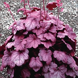 Гейхера Grape Soda