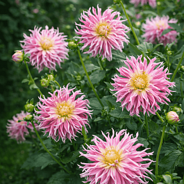 Георгина Stars Favourite