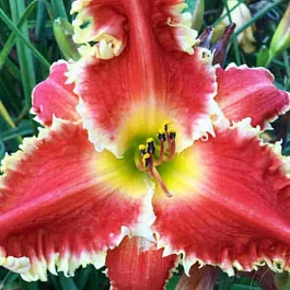 Лилейник Red Sakura