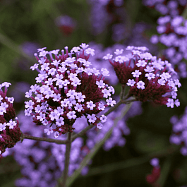 Вербена буэнос-айресская 