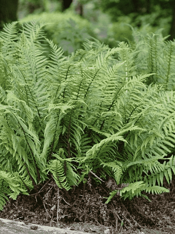 Щитовник родственный