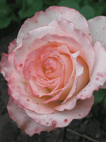 Роза чайно-гибридная Duett