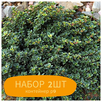 Тимьян лимоннопахнущий Замбези НАБОР 2ШТ