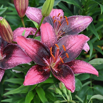 Лилия азиатская Танго Пепл Ай НАБОР 2ШТ (2+2)