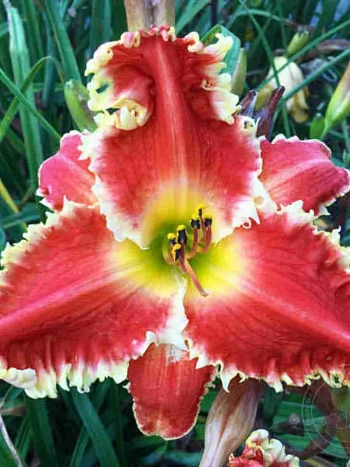 Лилейник Red Sakura