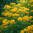 Ваточник клубненосный Hello Yellow