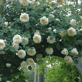 Роза Английская кустовая Claire Austin