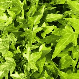 Плющ обыкновенный Shamrock