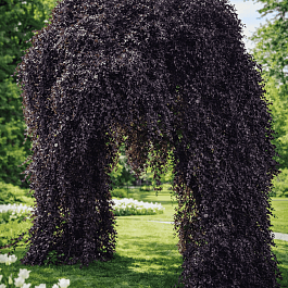 Береза повислая Purpurea