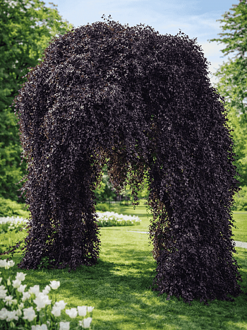 Береза повислая Purpurea