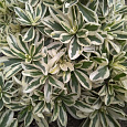 Арабис (Резуха) выступающий Variegata Арабис (Резуха) выступающий Variegata