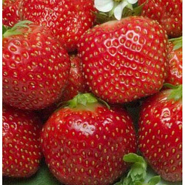 Земляника садовая Опера