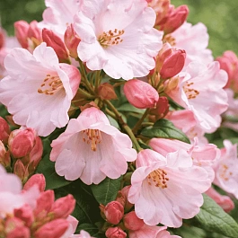 Рододендрон гибридный Yuefengense