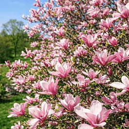 Магнолия Энн