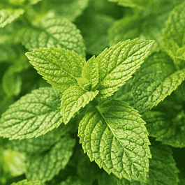 Мята Лаймовое Мороженое