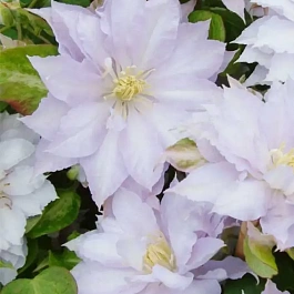 Клематис Dancing King