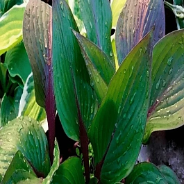 Хоста First Blush