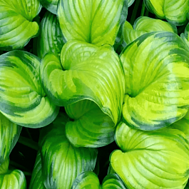 Хоста Guacamole