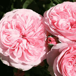 Роза Флорибунда Mariatheresia