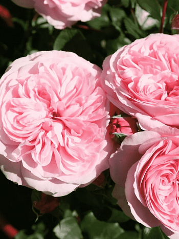 Роза Флорибунда Mariatheresia