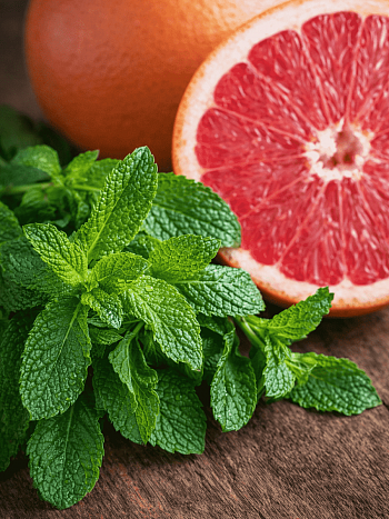 Мята Красный грейпфрут