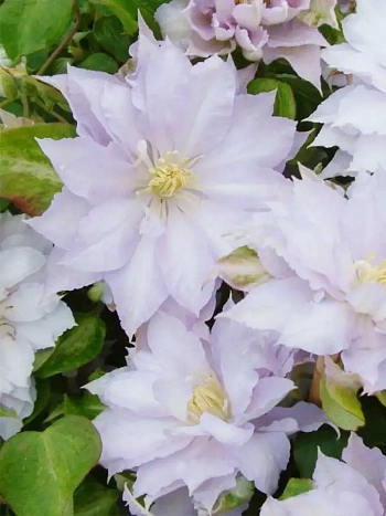 Клематис Dancing King