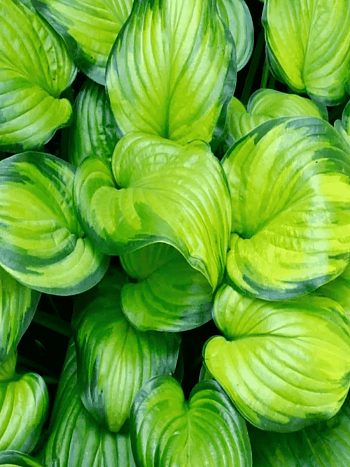 Хоста Guacamole