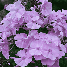 Флокс метельчатый Владимир