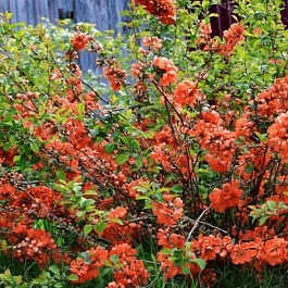 Айва превосходная Orange Trail