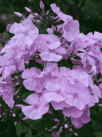 Флокс метельчатый Владимир