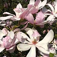 Магнолия Pinkie
